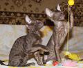 Котята корниш рекс (кудрявые кошки) шоколадного окраса