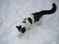 Найден бело-чёрный кот