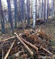 ОНФ в Челябинской области призвали граждан сообщать о фактах уничтожения леса