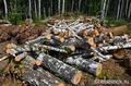 Челябинские активисты ОНФ занялись фактами вырубки леса в поселке Рощино