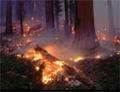 На тушение пожаров в южноуральских лесах будут тратить в два раза больше